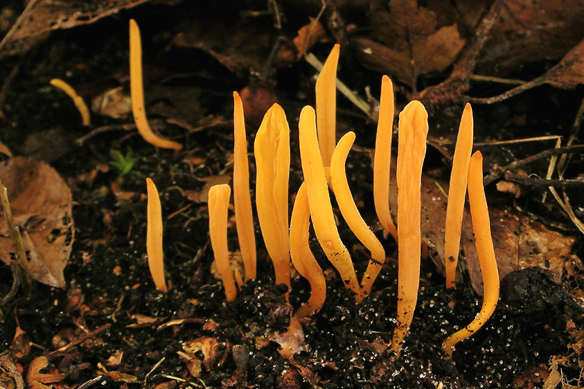 Clavulinopsis luteoalba (door Henk Huijser)