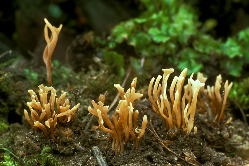 Clavulinopsis microspora (door Henk Huijser)