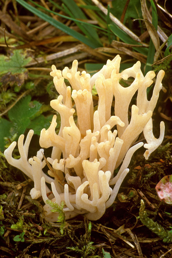 Clavulinopsis subtilis (door Henk Huijser)