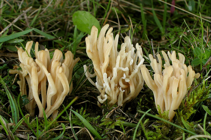 Clavulinopsis subtilis (door Henk Huijser)