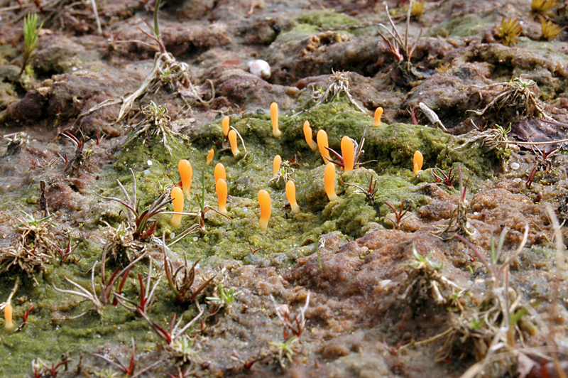 Multiclavula vernalis (door Nico Dam)