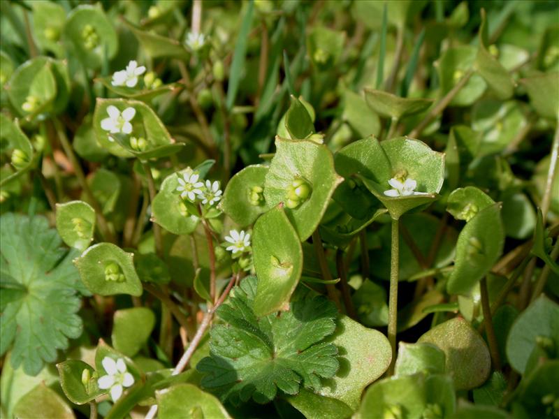 Claytonia perfoliata (door Adrie van Heerden)