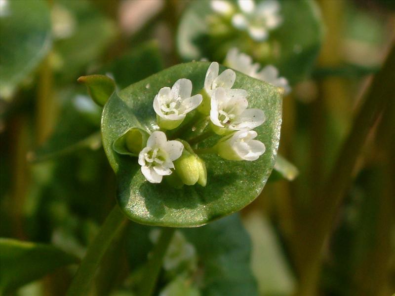 Claytonia perfoliata (door Adrie van Heerden)