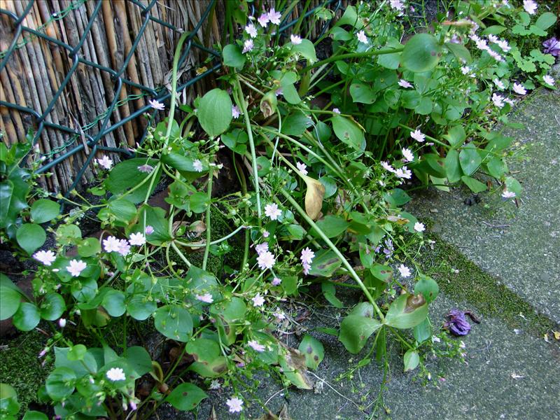 Claytonia sibirica (door Adrie van Heerden)