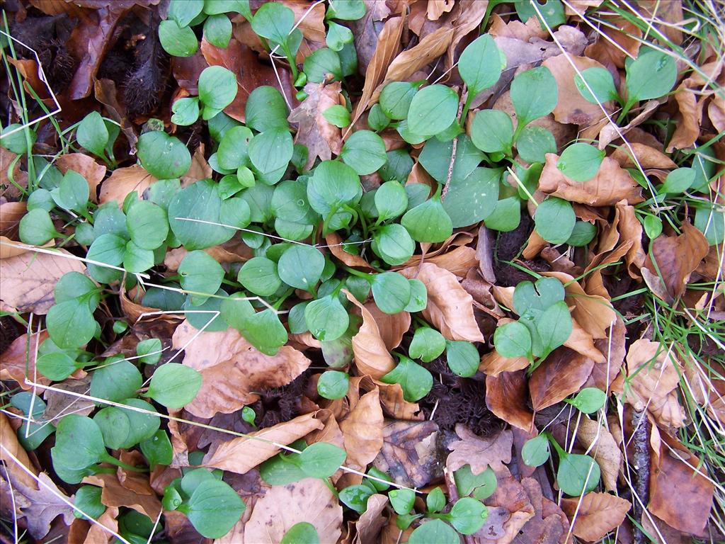 Claytonia sibirica (door Edwin Dijkhuis)