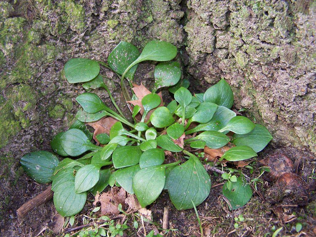 Claytonia sibirica (door Edwin Dijkhuis)