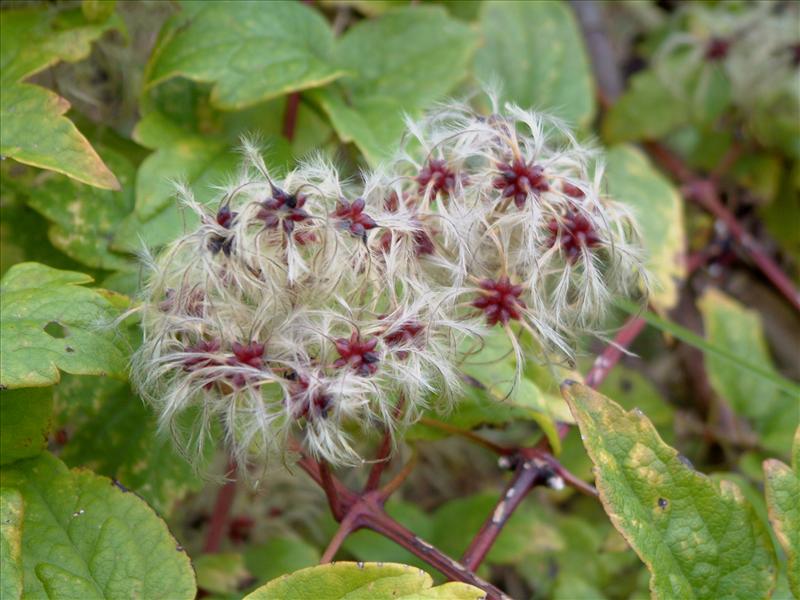 Clematis vitalba (door Adrie van Heerden)