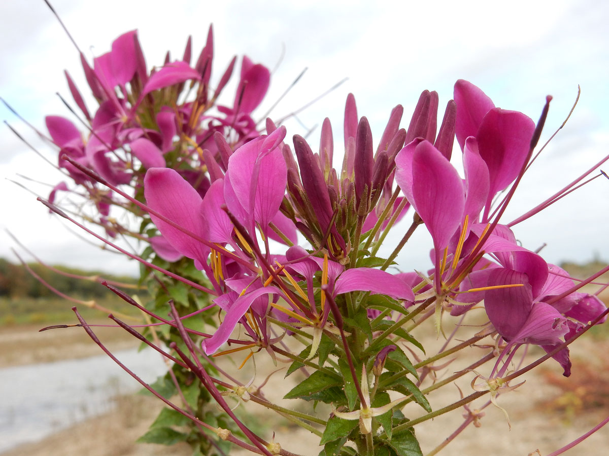 Cleome houtteana (door Ed Stikvoort | Saxifraga)