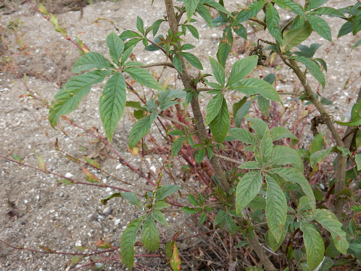 Cleome houtteana (door Ed Stikvoort | Saxifraga)