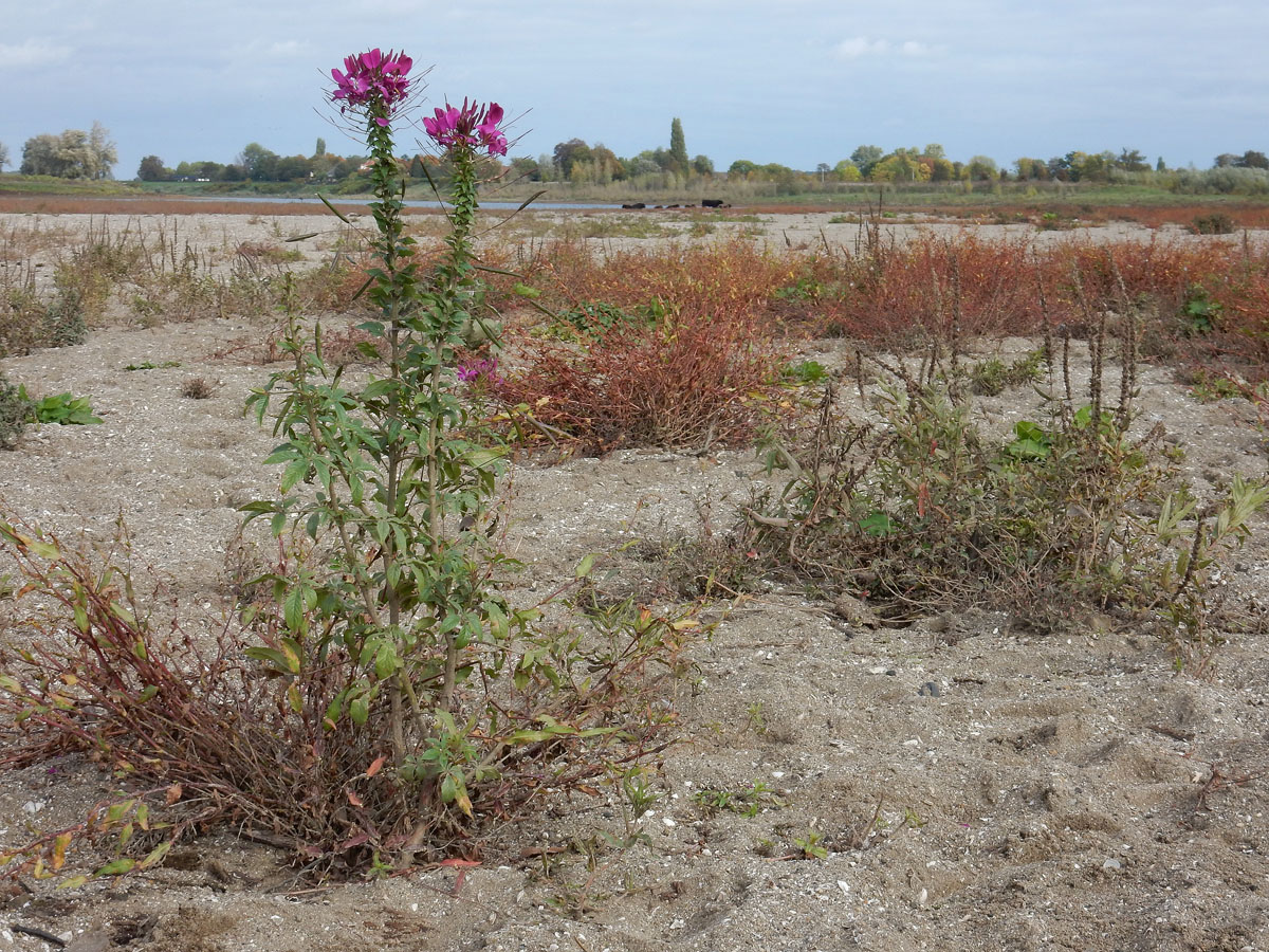 Cleome houtteana (door Ed Stikvoort | Saxifraga)