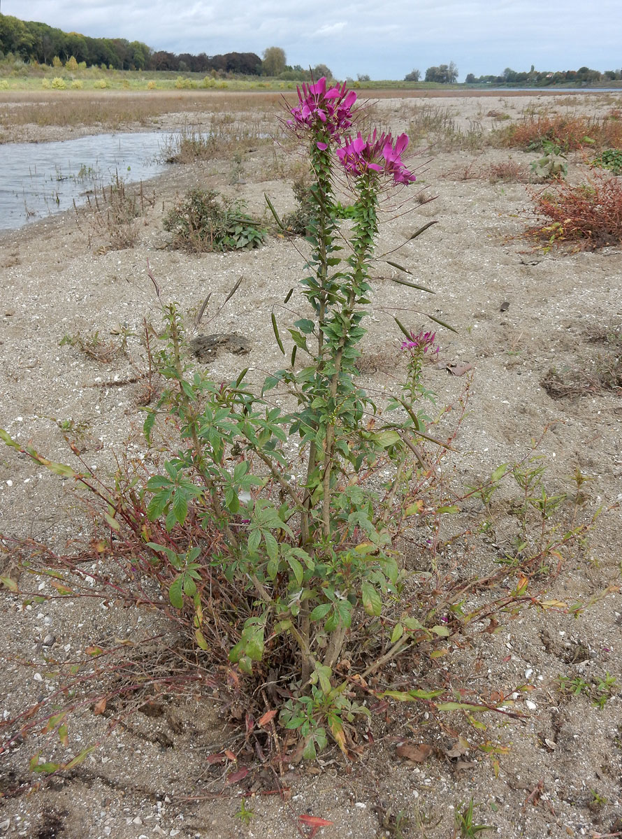 Cleome houtteana (door Ed Stikvoort | Saxifraga)