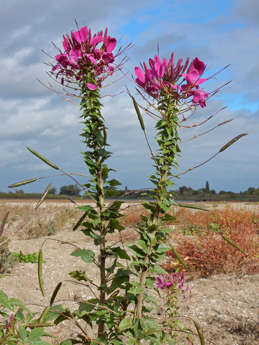 Cleome houtteana (door Ed Stikvoort | Saxifraga)