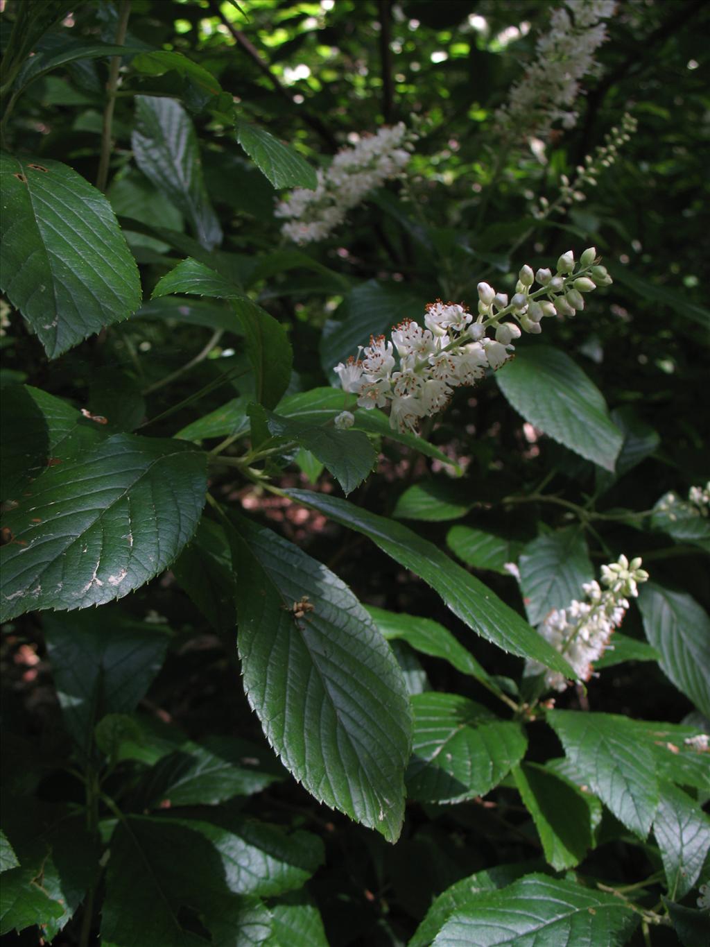 Clethra alnifolia (door Rutger Barendse)