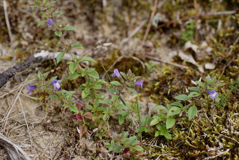 Clinopodium acinos (door Adrie van Heerden)