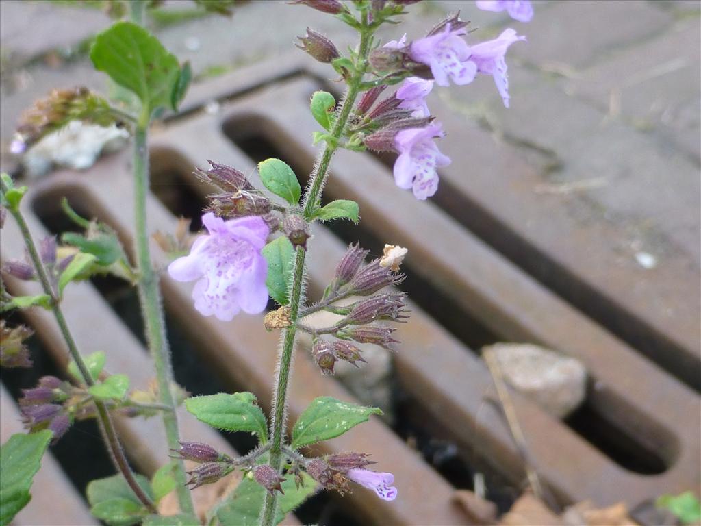 Clinopodium calamintha (door Claud Biemans)