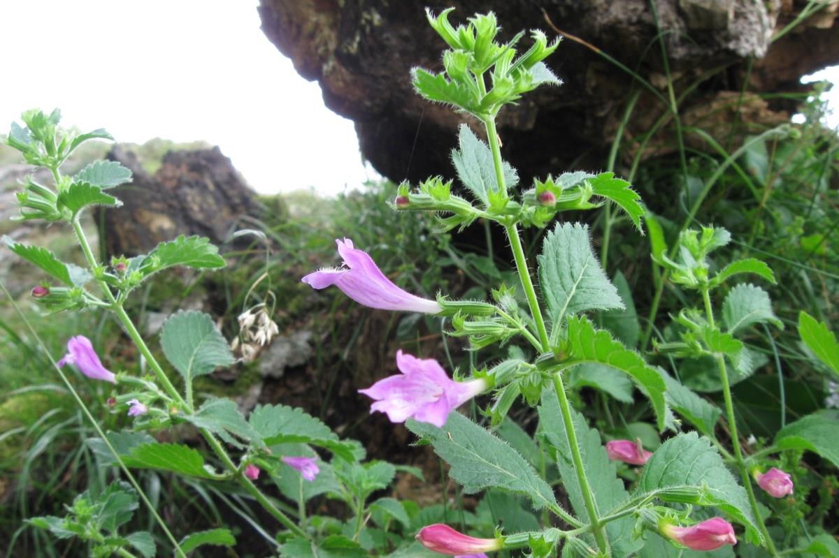 Clinopodium grandiflora (door José Langens)