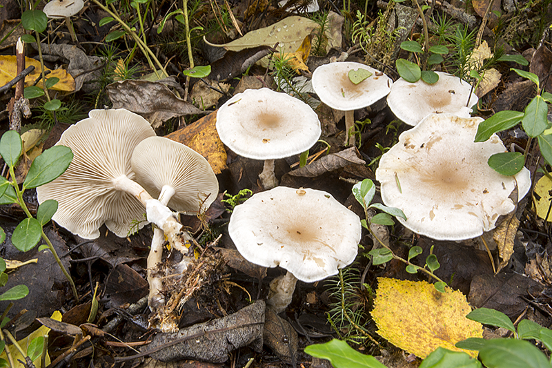 Clitocybe albofragrans (door Nico Dam)