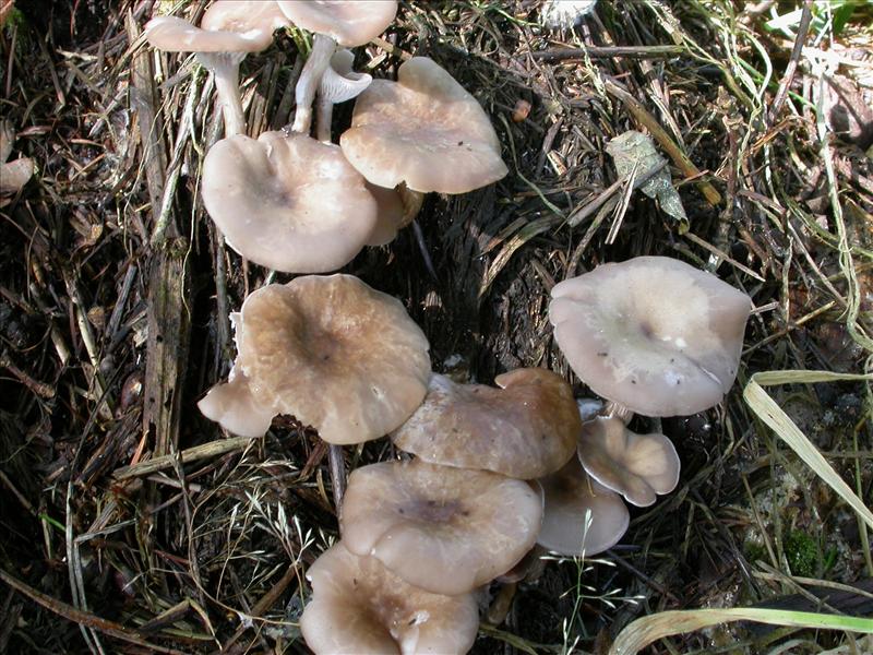 Clitocybe amarescens (door Laurens van Run)