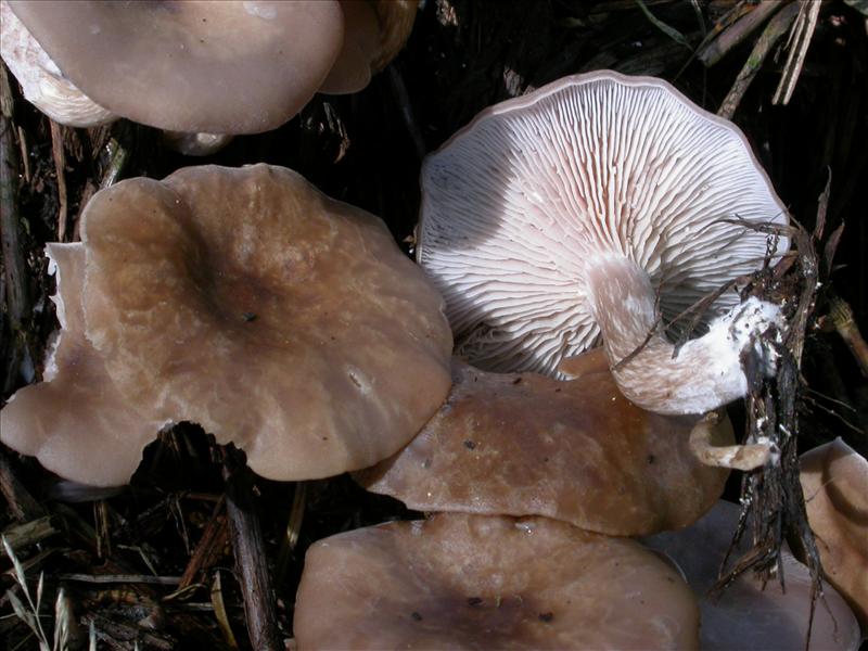 Clitocybe amarescens (door Laurens van Run)