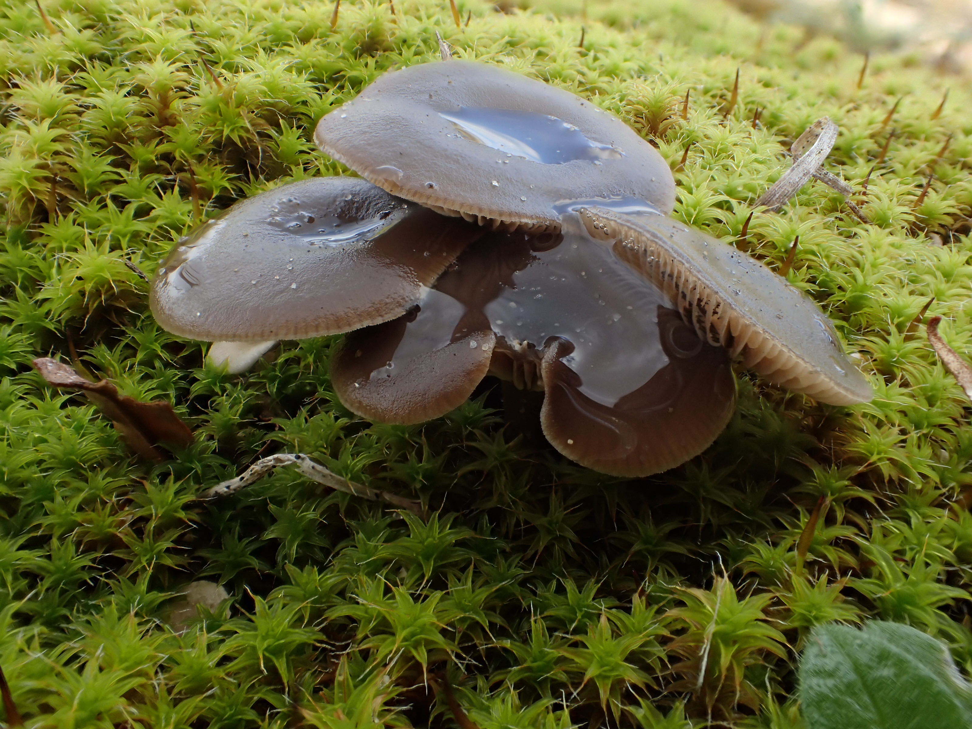 Clitocybe barbularum (door Leo Jalink)