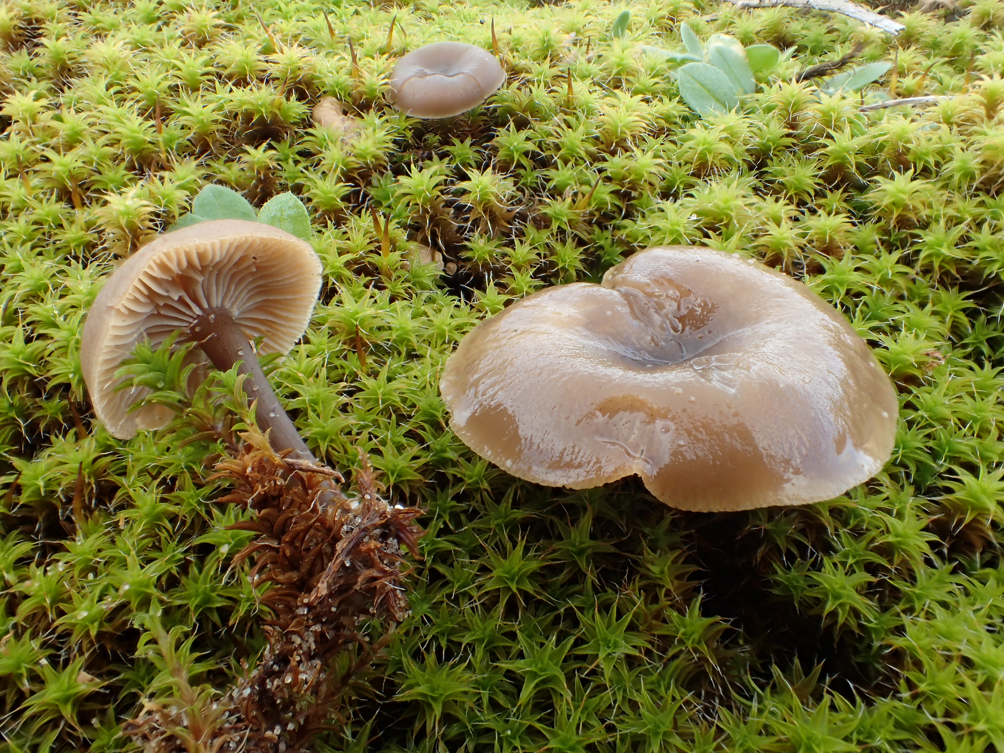 Clitocybe barbularum (door Leo Jalink)