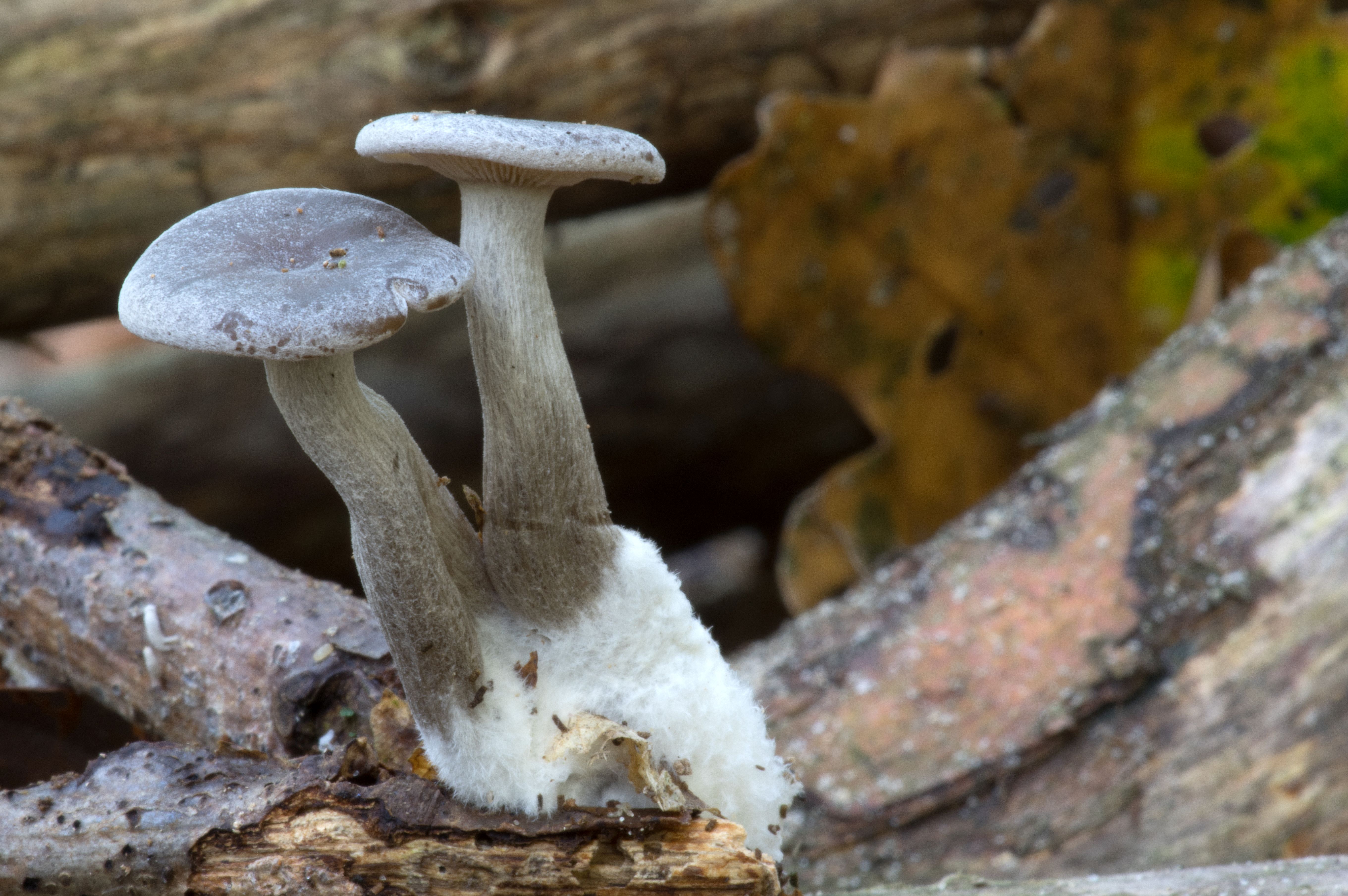 Clitocybe ditopa (door John den Daas)