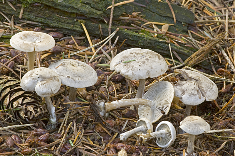 Clitocybe ditopa (door Nico Dam)