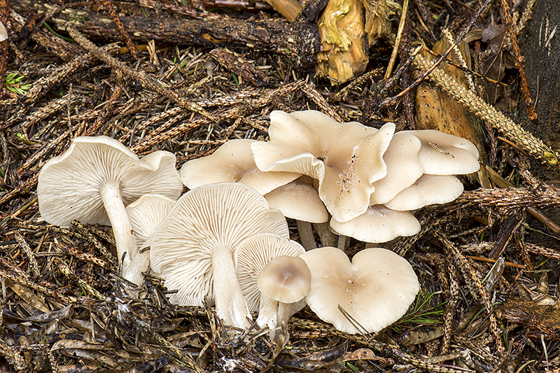 Clitocybe fragrans (door Nico Dam)