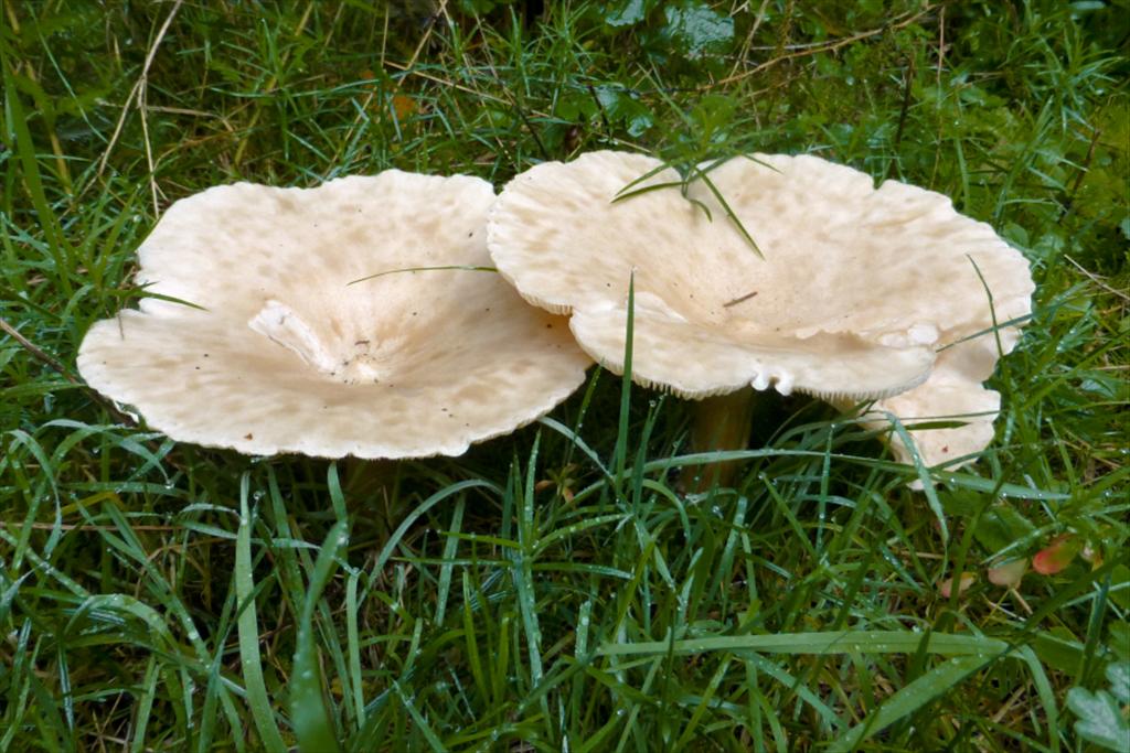 Clitocybe geotropa (door Aldert Gutter)