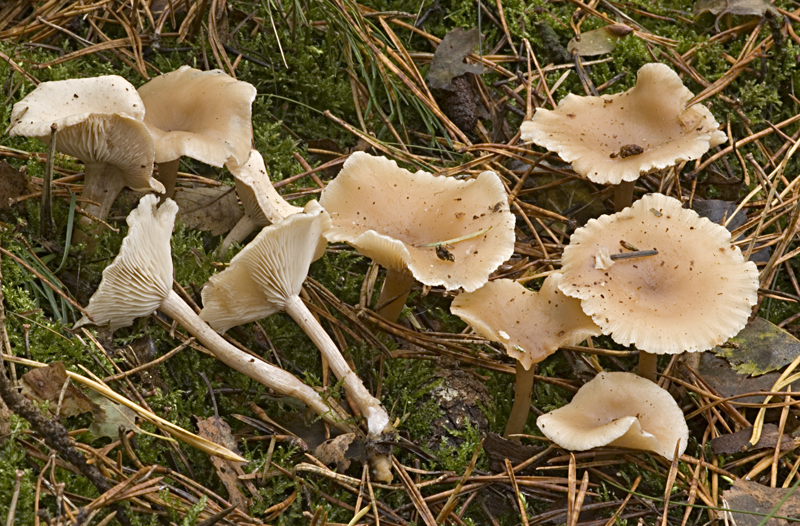 Clitocybe marginella (door Nico Dam)