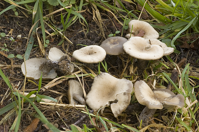 Clitocybe metachroides (door Nico Dam)