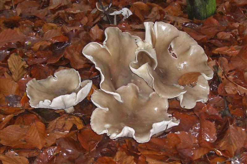 Clitocybe nebularis (door Ab H. Baas)