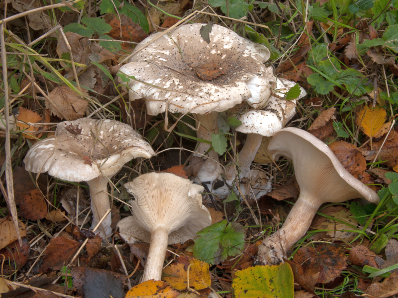 Clitocybe nebularis (door Aldert Gutter)