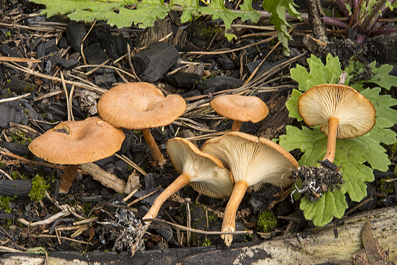 Clitocybe sinopica (door Nico Dam)