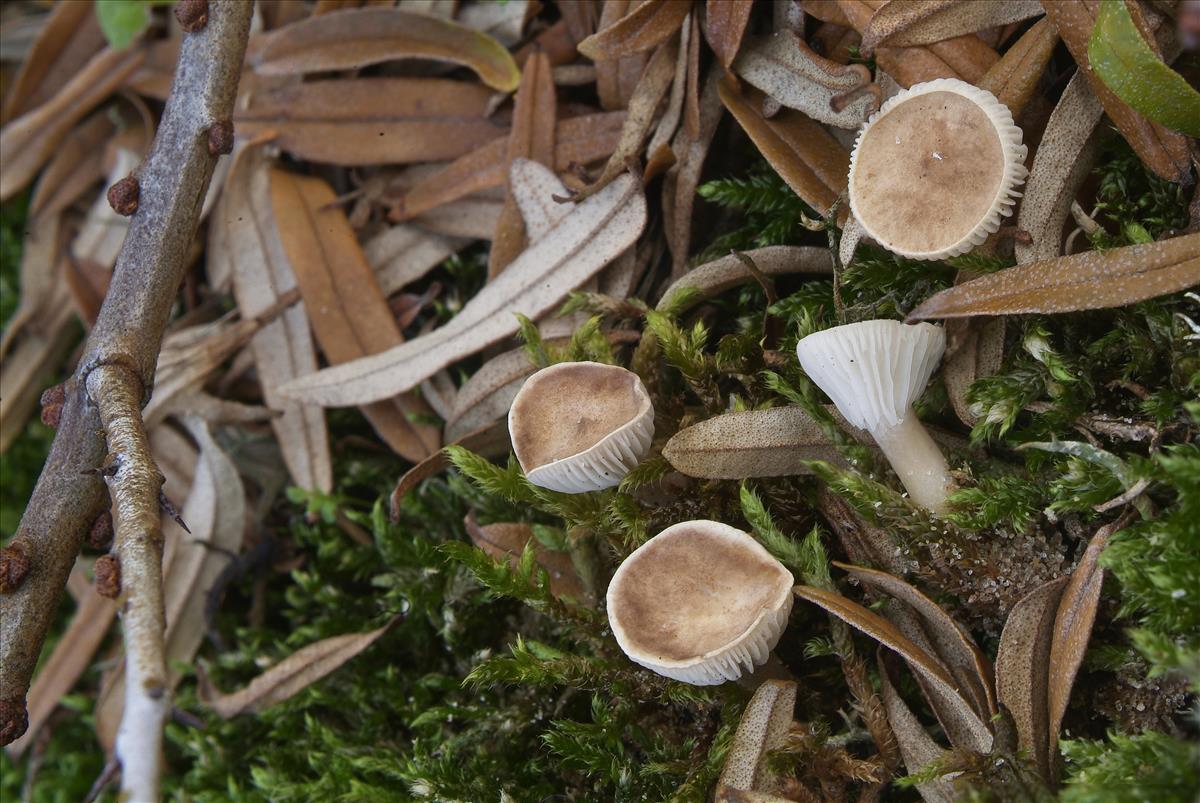 Clitocybe trulliformis (door Marjon van der Vegte)