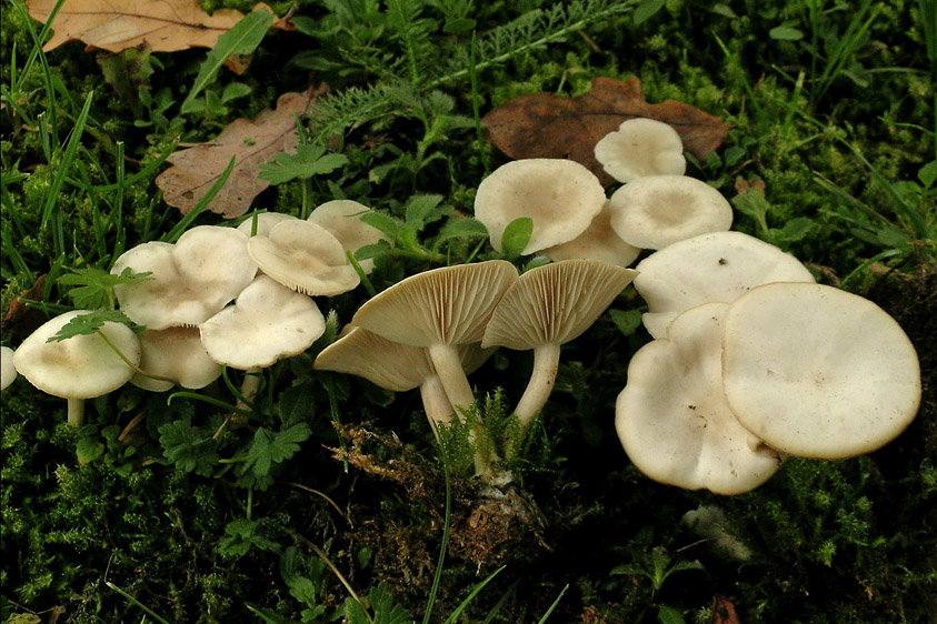 Clitocybe agrestis (door Henk Huijser)