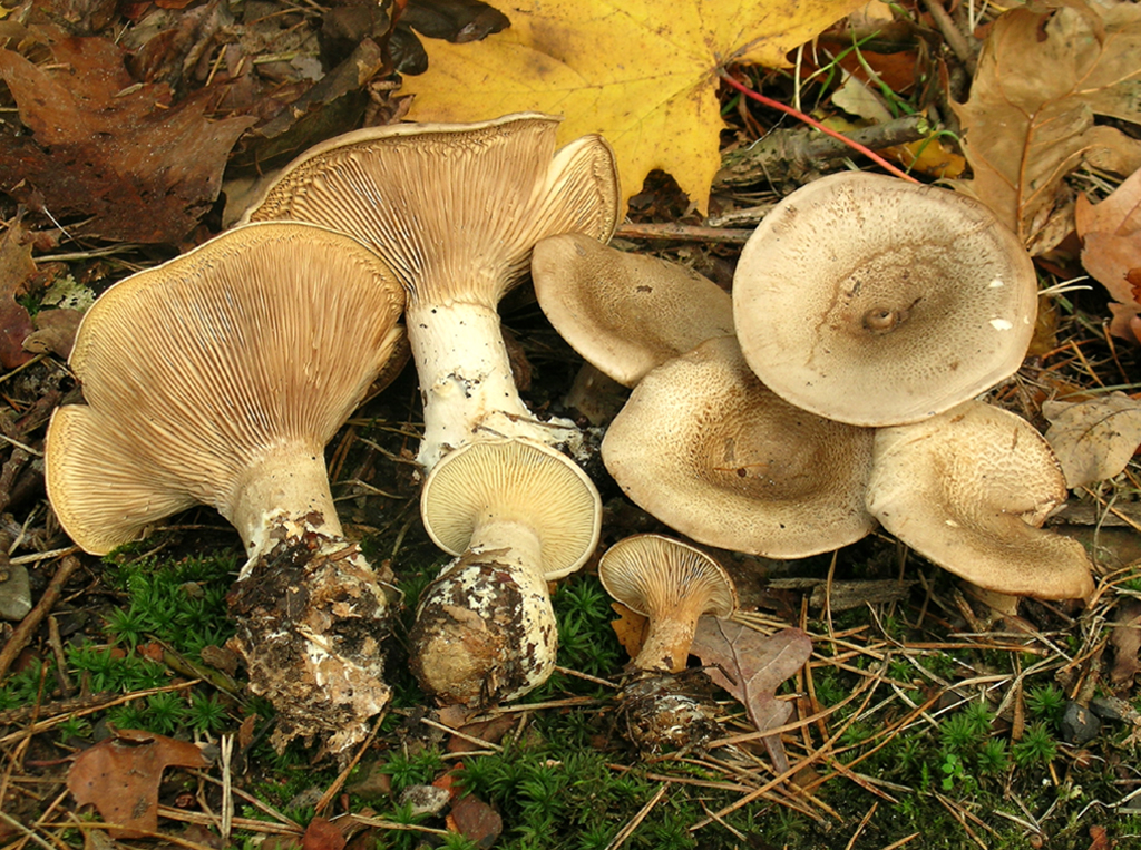 Clitocybe alexandri (door Jaap Wisman)