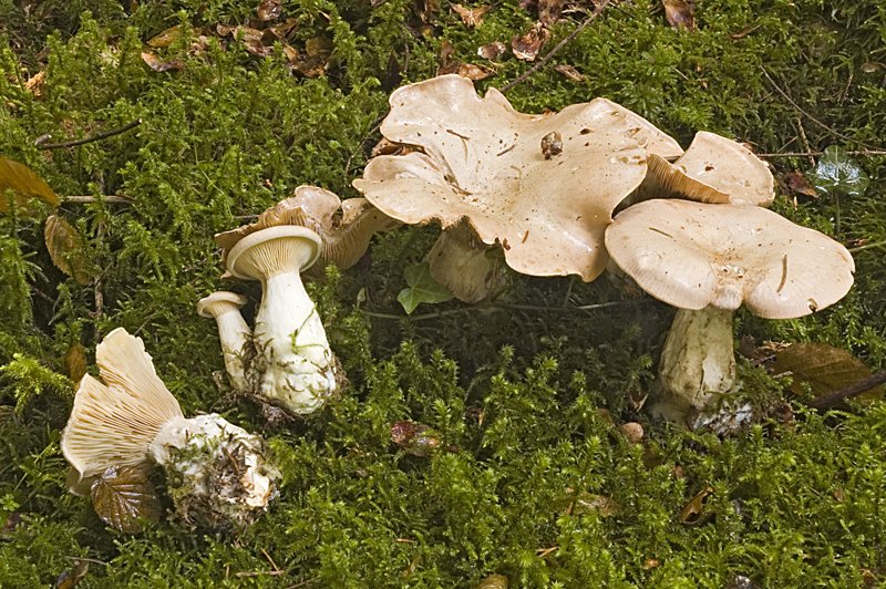 Clitocybe alexandri (door Nico Dam)