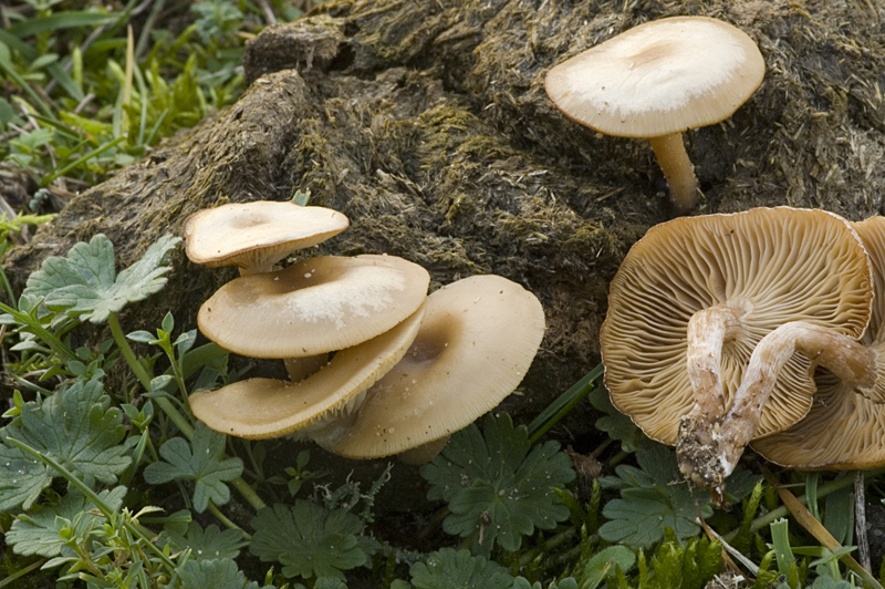 Clitocybe amarescens (door Nico Dam)