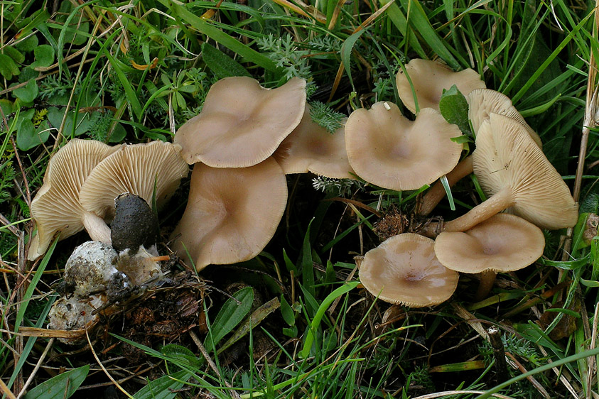 Clitocybe amarescens (door Henk Huijser)