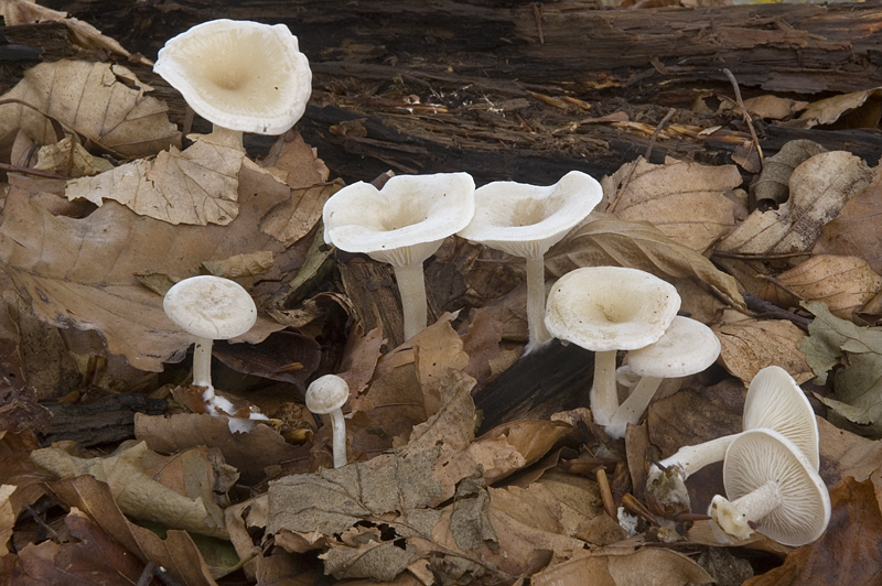 Clitocybe candicans (door Nico Dam)