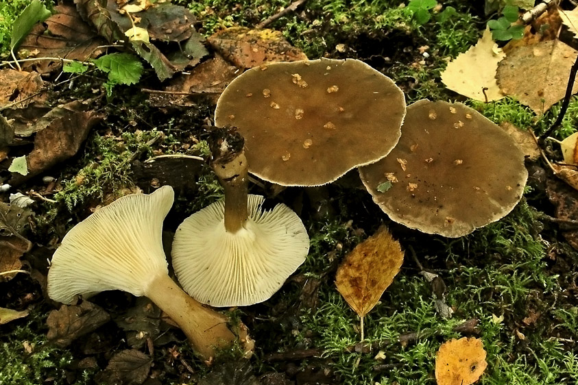 Clitocybe clavipes (door Henk Huijser)