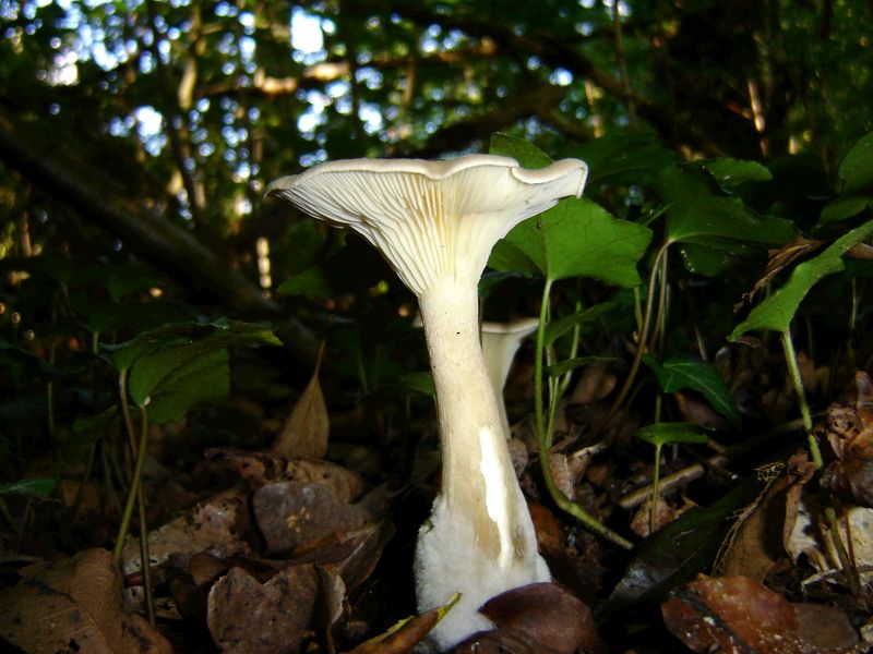 Clitocybe clavipes (door Gert Immerzeel)