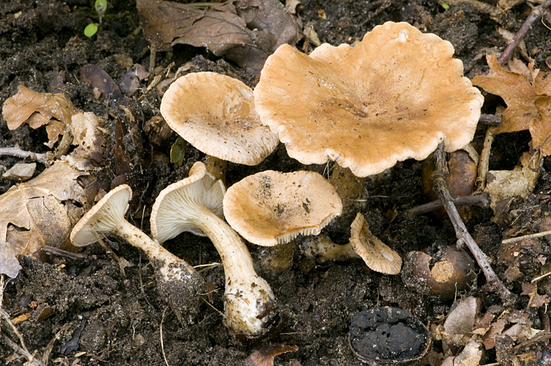 Clitocybe costata (door Nico Dam)