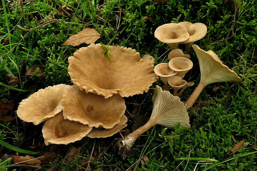 Clitocybe costata (door Henk Huijser)