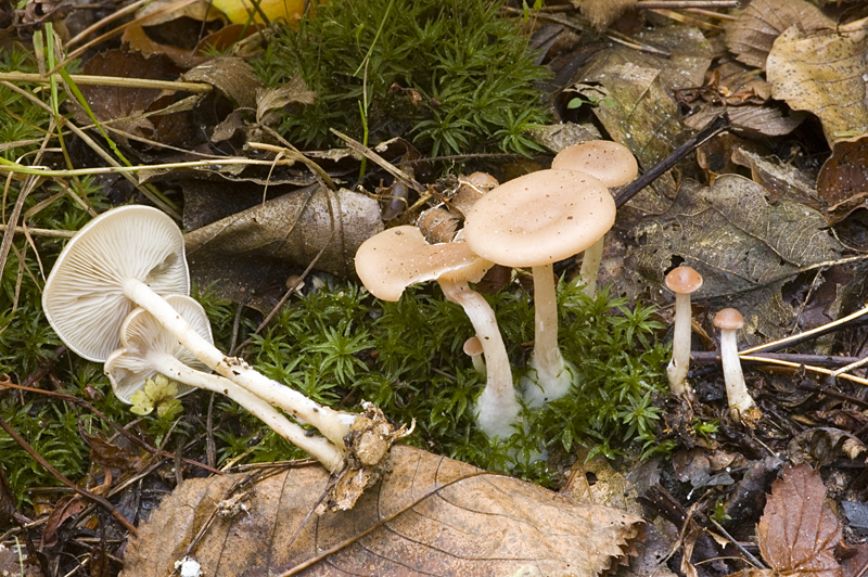 Clitocybe diatreta (door Nico Dam)