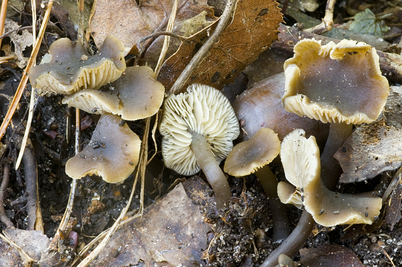 Clitocybe foetens (door Nico Dam)