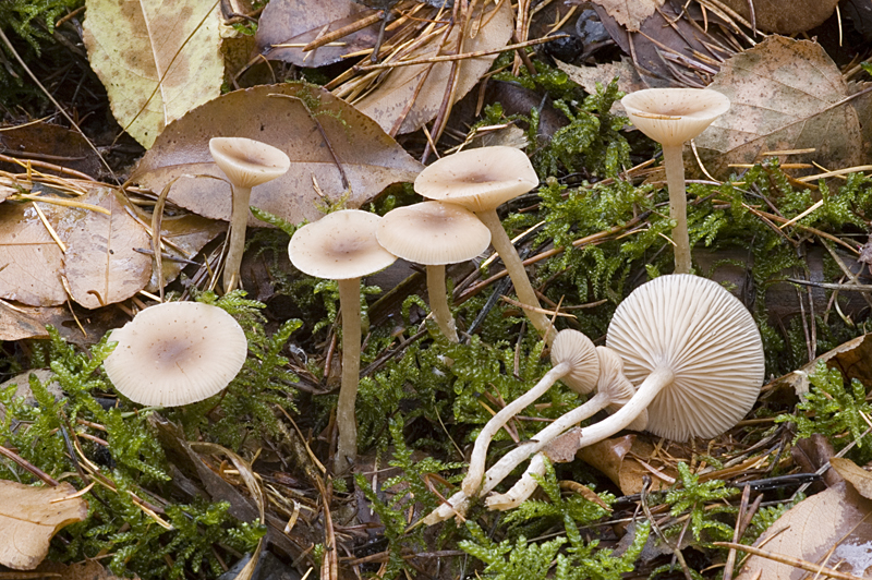 Clitocybe fragrans (door Nico Dam)