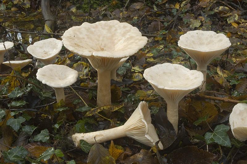 Clitocybe geotropa (door Nico Dam)