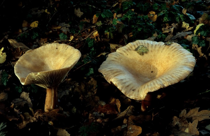 Clitocybe geotropa (door Eef Arnolds)